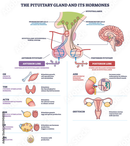 Quadro su tela Pituitary gland hormones diagram showing hypothalamus control of anterior and posterior lobes, main objects, pituitary, hypothalamus, lobes, concept, endocrine regulation