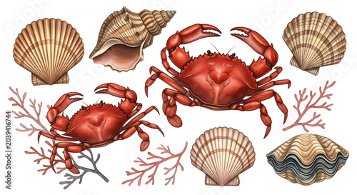 Watercolor illustration of crabs, shells and coral on white background for ocean theme