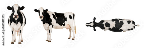 Holstein dairy cow isolated on a white background, shown in front, side, and top views. Black and white cattle breed commonly used in dairy farming, livestock management, agricultural projects, veteri