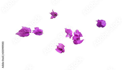 Fotografia Pink bougainvillea bracts composition with water drops, alpha channel
