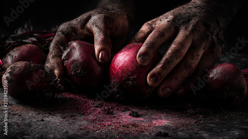 Dirty hands holding freshly harvested red beets