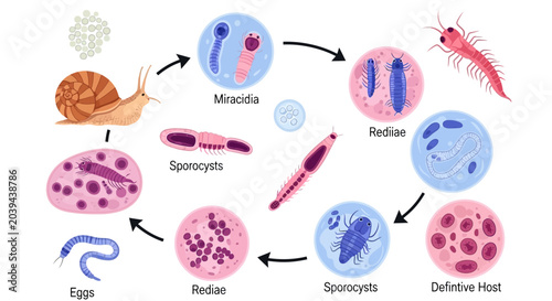 Tableau sur toile Parasite Life Cycle Diagram: Snail, Miracidia, Rediae, Sporocysts