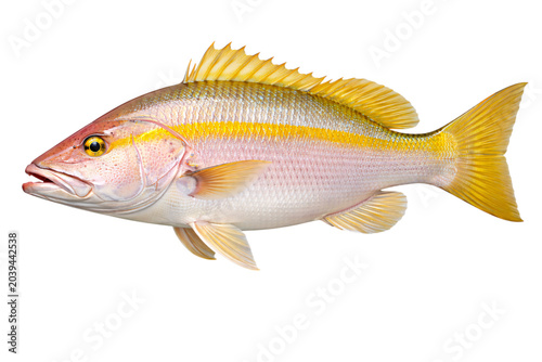 Fotografie Yellow snapper fish with bright yellow stripe and pinkish body png transparent