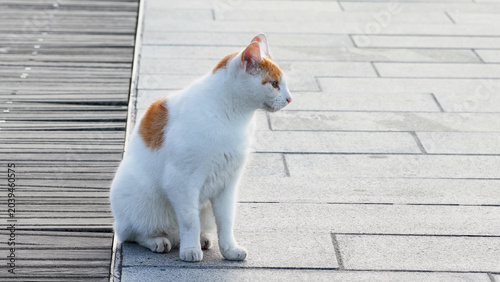 Фотография White and Orange Domestic Cat Sitting on a Stone Waterfront Pier