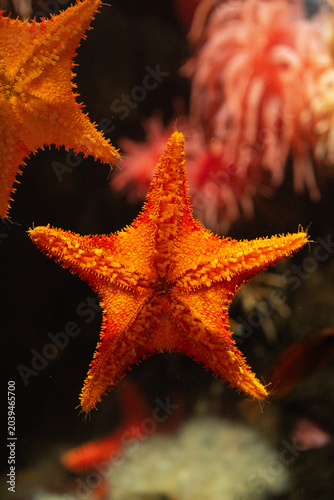 Vibrant Orange Starfish Underwater
