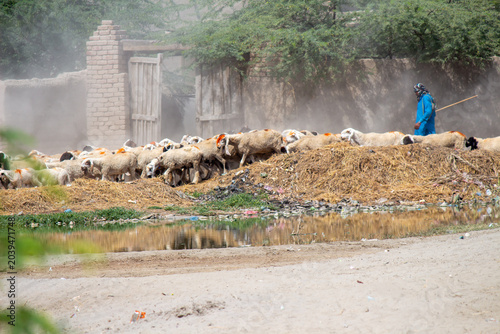 A large herd of goats and sheep walking together in a rural village livestock farming scene