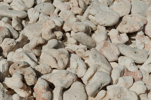 Foto Full Frame Texture Background of Sun Bleached White Coral Rocks
