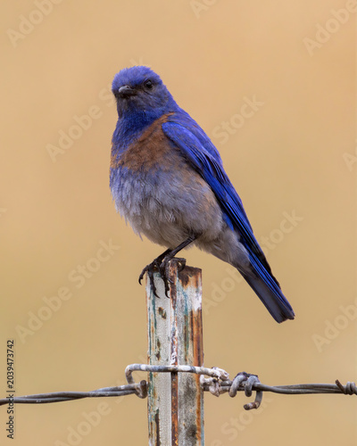A Male Western Bluebird perched on a weathered metal fence post wrapped with barbed wire. Matadero Trail, Palo Alto, California.