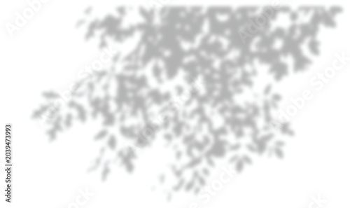 overlay, shadow, png, transparent, background, corner, diagonal, canopy, foliage, leaves, branch, tree, dappled, sunlight, windowlight, frame, copyspace, natural, realistic, blur