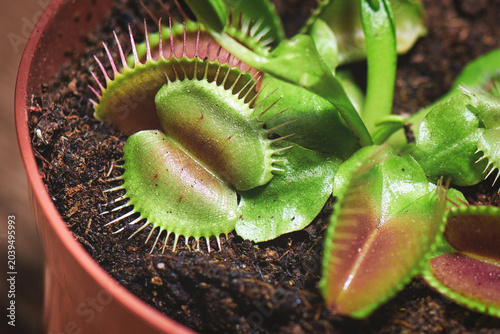 Venus Flytrap Carnivorous Plant in Terracotta Pot Close-Up