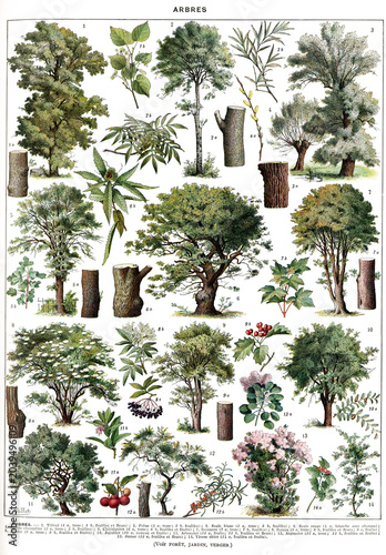  Trees in color, watercolor style. Vintage illustration botanical.