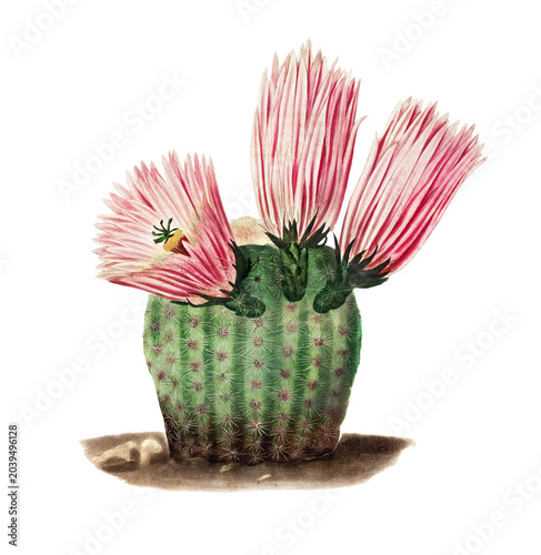 Rainbow Cactus with pink flowers vintage illustration. Watercolor. 