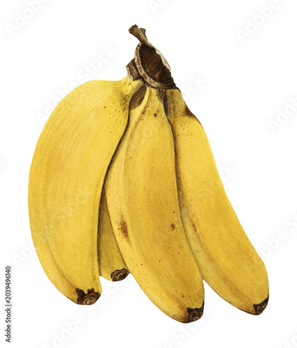 Vintage bananas illustration isolated on white background. Watercolor