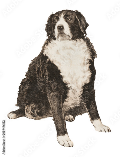 Vintage illustration of a dog