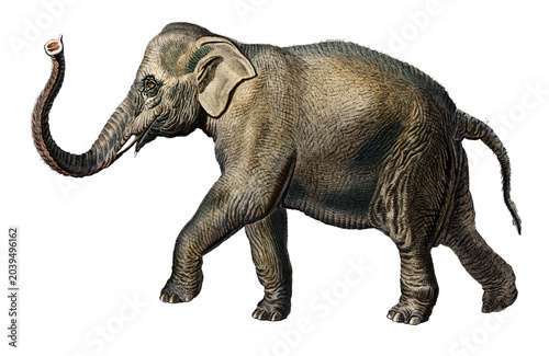 Asiatic elephant illustrated 