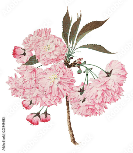 Vintage flower illustration. Pink flower.