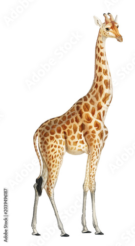 Giraffe vintage illustration wall art print and poster.