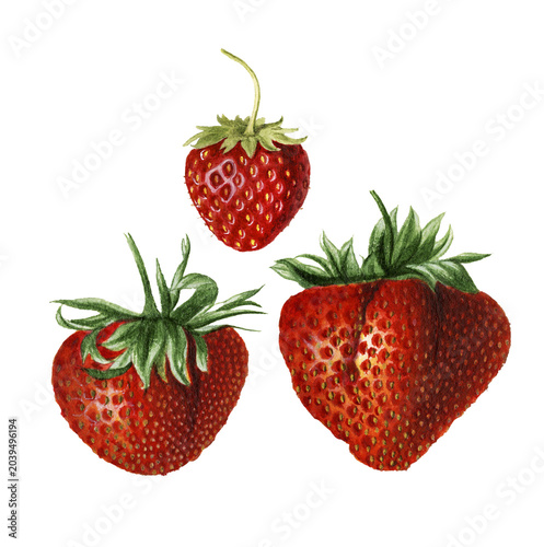Vintage strawberry illustration, watercolor.