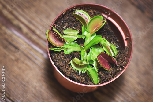 Top View of Venus Flytrap Plant in Small Flower Pot