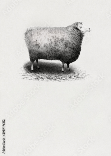 New Oxford Sheep poster. Vintage black and white illustration