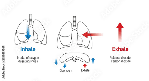 Tableau sur toile Human Lungs Breathing Process Anatomy.