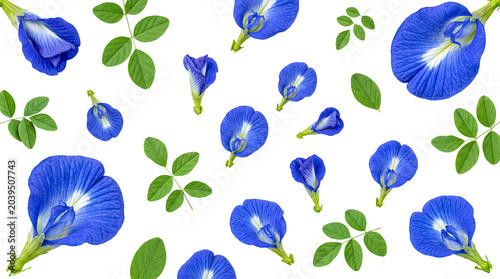 Photos Scattered blue butterfly pea flowers and fresh green leaves, creating a vibrant natural pattern on a transparent