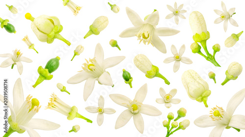 Obraz na płótnie Delicate white citrus blossoms and green flower buds, with tiny unripe fruits