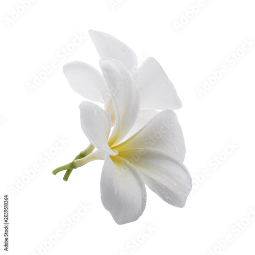 White frangipani flowers isolated on a white background