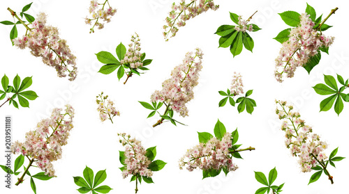 Bild auf Leinwand Delicate horse chestnut flowers with bright green leaves elegantly dispersed on a clear transparent background