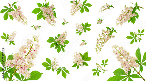 Photos Beautiful horse chestnut flowers with lush green leaves in bloom, isolated on a transparent background