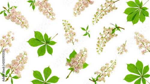 Tableau sur toile Lush white and pink horse chestnut blossoms with vibrant green leaves scattered on a transparent background