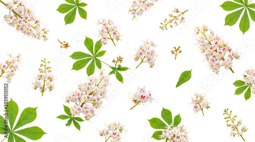 Cuadro en lienzo Elegant horse chestnut flowers and rich green leaves gently arranged with buds on a crisp transparent background