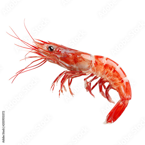 Close-up isolated raw red shrimp on white background with natural texture and detail