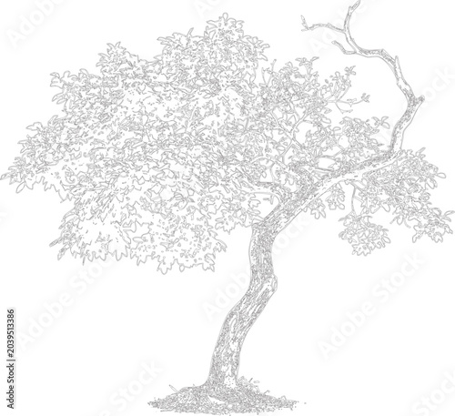Foto A detailed illustration of a single tree with sprawling branches and leaves on w