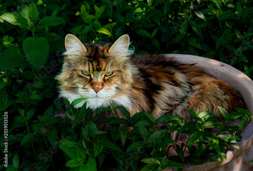Chat en pot