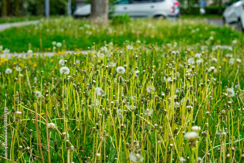 Close-up of a green city lawn densely covered with faded dandelions with fluffy seed heads on tall stems, featuring a blurred background with tree trunks, a sidewalk, and parked cars.
