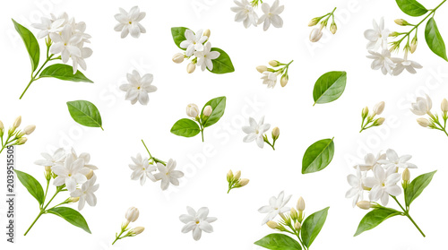 Canvas Print Beautiful white jasmine flowers with green leaves scattered across a transparent background