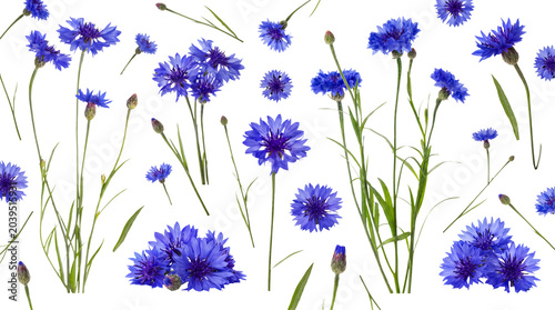 Blue cornflowers (Centaurea cyanus) scattered dynamically, vibrant petals and green stems, on a transparent background.