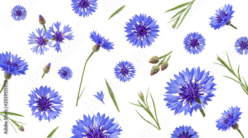 Tableau sur toile Scattered vibrant blue cornflower blooms with fresh green leaves and delicate buds