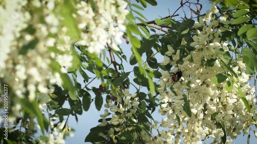 blooming apple tree branch with white flowers and fluffy bumblebee pollinating.