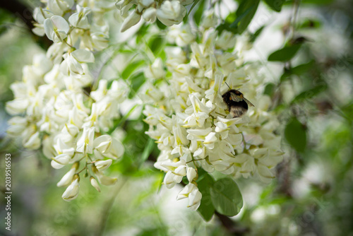 blooming apple tree branch with white flowers and fluffy bumblebee pollinating.