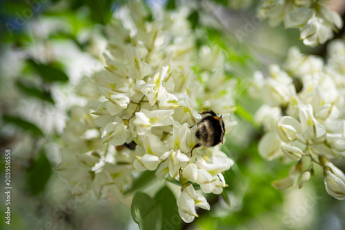 blooming apple tree branch with white flowers and fluffy bumblebee pollinating.