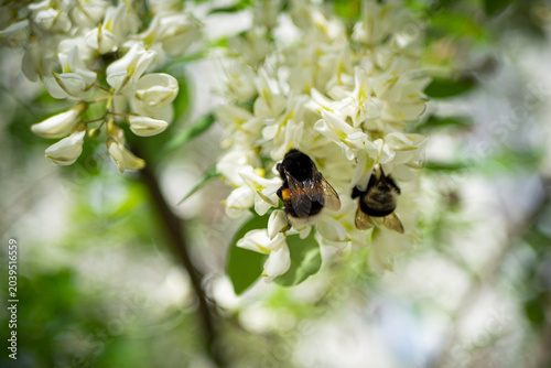 blooming apple tree branch with white flowers and fluffy bumblebee pollinating.