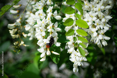 blooming apple tree branch with white flowers and fluffy bumblebee pollinating.