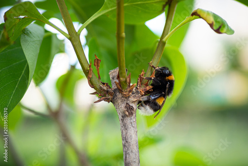 blooming apple tree branch with white flowers and fluffy bumblebee pollinating.