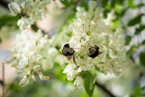 blooming apple tree branch with white flowers and fluffy bumblebee pollinating.