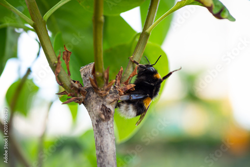 blooming apple tree branch with white flowers and fluffy bumblebee pollinating.