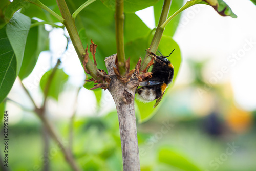 blooming apple tree branch with white flowers and fluffy bumblebee pollinating.