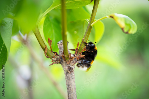 blooming apple tree branch with white flowers and fluffy bumblebee pollinating.