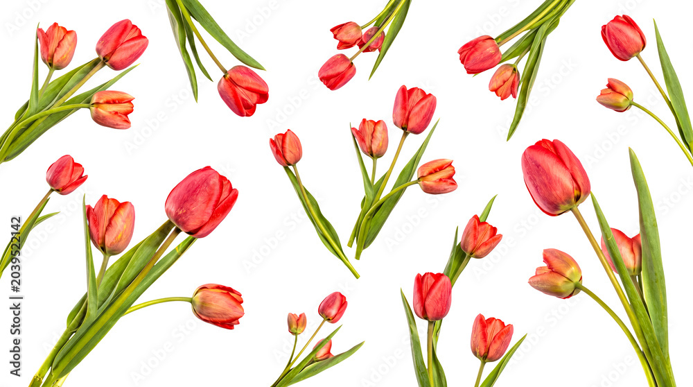 Obraz premium Vibrant red tulips with fresh green stems and leaves, scattered elegantly on a transparent background.